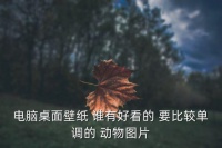 动物背景图片，电脑桌面壁纸 谁有好看的 要比较单调的 动物图片