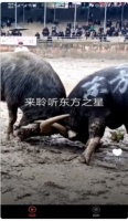 宠物趣看软件下载