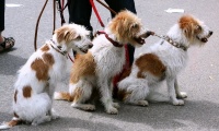 狗,犬,宠物高清图库素材免费下载(图片编号:6821551)