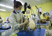 学习宠物美容需要多少钱，不同的课程费用有哪些区别