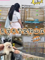 东莞哪里有英短蓝猫卖？东莞这里英短蓝猫品质优良，购宠更安心！