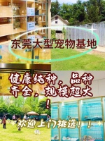 东莞买英短蓝猫哪里比较实惠？东莞这里买英短蓝猫基地直销更实惠