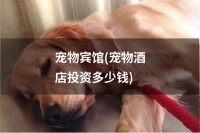 宠物宾馆(宠物酒店投资多少钱)