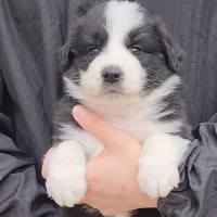 长春本地宠物狗高品质边牧幼犬黑白！