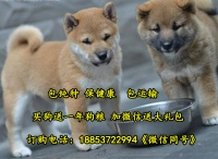 吉林省吉林市哪里有卖狗的