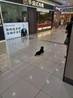 吉林市大润发超市有顾客带狗进入，大门上有“请勿携宠”标识