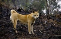 什么样的狗狗更好？中国竟有这么多犬类品种，比国外犬种毫不逊色