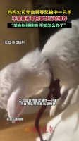 公司年会抽中1只羊带回家当宠物养，女儿：羊在阳台叫得很响