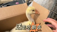 铁锅炖大鹅真香，带小狮头鹅去朋友家吃鹅肉了，试试养一只能不能成宠物
