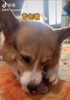 宠物狗的磨牙期（狗狗的磨牙期到底是什么时候？为什么狗狗要磨牙？）