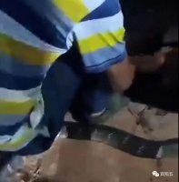 悲剧！广西父子抓眼镜王蛇，一人被咬身亡！以为是无毒水南蛇？