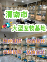 渭南口碑好的宠物店在哪里？这里实体店选购宠物，安全更值得信赖