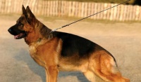 探索德国牧羊犬的品种优势（从聪明、勇敢到服从性，德国牧羊犬的多重优势）