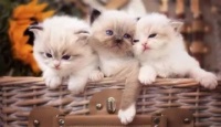 教你挑选健康又粘人的小猫咪