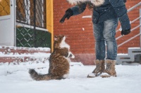 【养猫吗】你人生中的第一只小猫咪该怎样选？