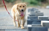 梗犬：独特气质，宠物养护指南