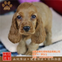 【四川可卡犬