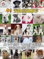 南宁哪里正规犬舍猫舍基地 ，这里专业、实体店可亲自挑选宠物！