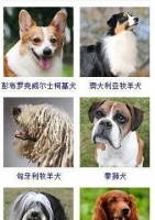 狗狗品种大全（探索各式各样的狗狗品种，发现你的心仪宠物）