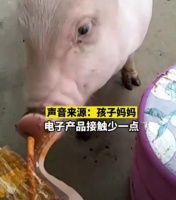 女孩不玩手机和猪玩 宠物猪成新宠