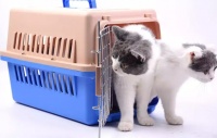 猫咪托运费用