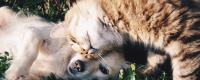 文明养犬 规范养犬 科学养犬
