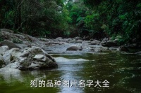 狗的图片大全大图,世界十大名犬之一哈士奇寻回犬（萨摩耶）