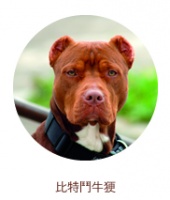 Import of Dogs and Cats