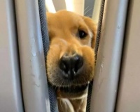 狗狗可不可以坐飞机？是的，可以哦