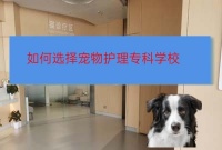 东莞如何挑选好宠物护理专业学校学校东莞没有基础能学好宠物美容师资格证吗