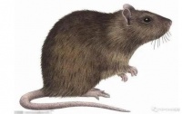 常见的三大类老鼠 中国卫生有害生物防制协会