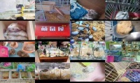 成都哪里有卖仓鼠的市场