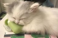 为你的爱猫起一个既特别又可爱的名字