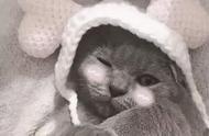 起名字不再难！为宠物猫挑选既大气又简约的名字