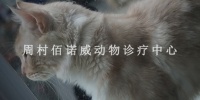 邹平体育广场附近的良心宠物医院治犬瘟 淄博佰诺威宠物医院供应