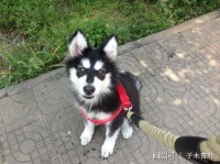 杭州市哪个宠物医院好，专业宠物医疗，为救病犬倾其力