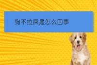 犬病情不拉屎怎么治疗:小狗不拉屎怎么回事