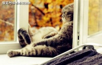 我家的猫猫不拉便便，怎么帮助猫排便