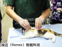 宠物出入境电子芯片 注射式宠物芯片 名贵宠物电子芯片