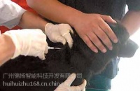 宠物出入境电子芯片 宠物芯片 植入式宠物芯片 注射式宠物芯片 宠物电子芯片 名贵宠物电子芯片