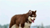 大型犬宠物养什么名字最合适（探索大型犬宠物的名字之谜）
