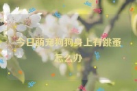 今日萌宠狗狗身上有跳蚤怎么办