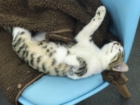 饲养猫咪会带给您很多趣事