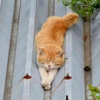 还没学会怎么清理猫砂盆吗？这些步骤你要记住！