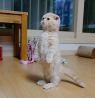 这些新手养猫基础知识，帮你分分钟掌握养猫小窍门~