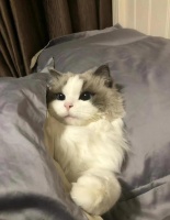 布偶猫生病太揪心？这三种病最常见，解决办法超实用