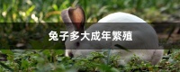 兔子多大成年繁殖