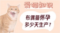 布偶猫怀孕多少天生产？预产期是何时呢？