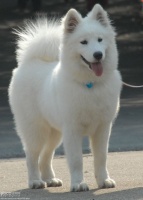 盘点世界最具贵族气质的十大名犬