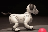 宠物小型犬养什么好看，宠物小型犬养什么好看又好养